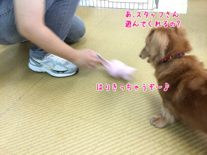 遊んでくれるの？