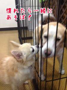 慣らし中のお友達