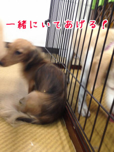 一緒にいてあげる！