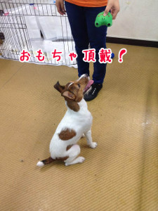 おもちゃ頂戴！