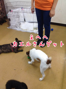 カエルさんゲット
