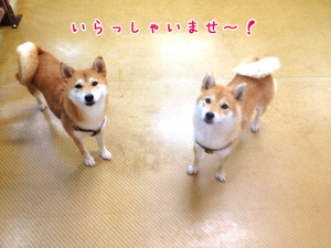 いらっしゃいませー