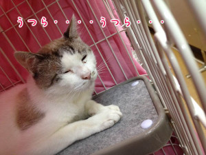 うつら、うつら