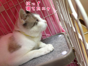 ねてた！？