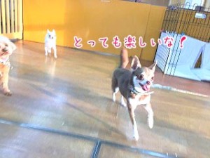 楽しく遊んでいます