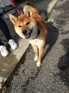 お散歩1