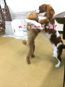 ワンちゃんのお相撲だ！