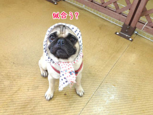 手ぬぐいファッショナブル