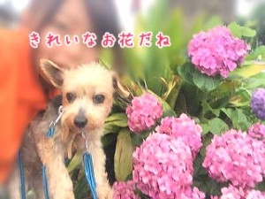 あじさいと犬