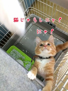 猫じゃらしニャ！