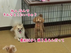 ちょっと様子見