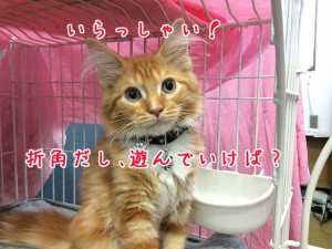 いらっしゃい、遊んでいけば？