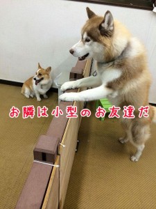お隣は小、中型のお友達