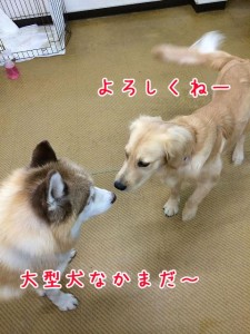 よろしくねー
