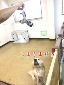 シマウマで遊びましょう！