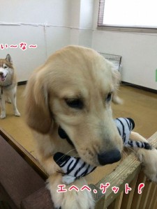 シマウマぱくり