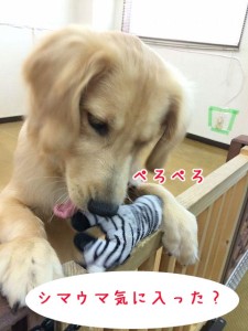 シマウマ気に入っちゃった！