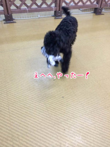 おもちゃで遊ぼう！