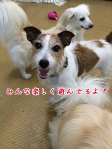 みんな楽しく遊んでるよ