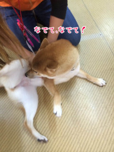 なでて！