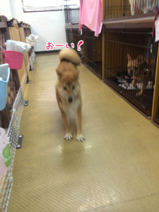 すたっふさん～
