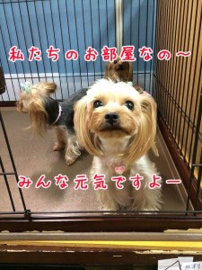 私たちのお部屋にいらっしゃい