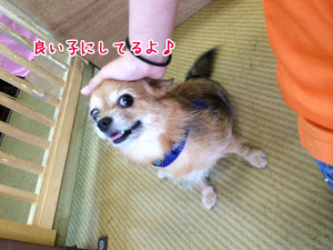 ボク良い子でしょ
