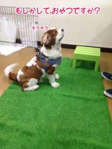 おやつ？