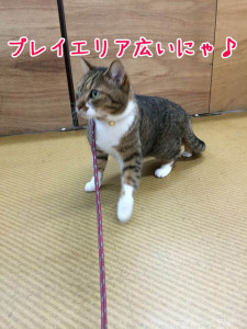 広いプレイエリアだニャ