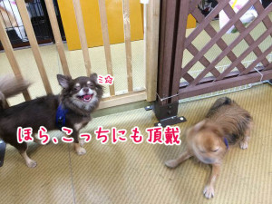 ボクにも頂戴