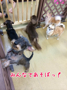 仲良く遊んでいるよ！