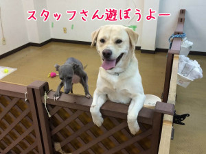 スタッフさんあそぼ