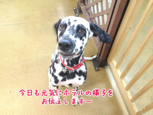ダルメシアンちゃん