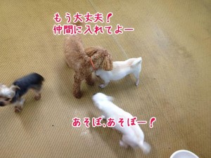 みんなと一緒に遊べるよ！