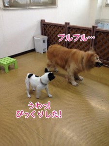 ペットホテル　ブルブルするワンちゃん