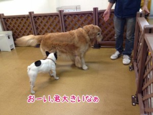 ペットホテル　大型犬わんちゃん