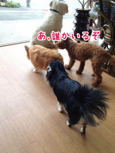それはワン吉君