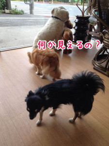 何が見えるの？