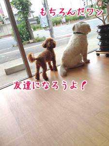 友達になろうよ！