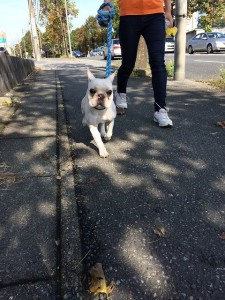 お散歩9