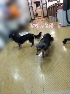 かけっこだー