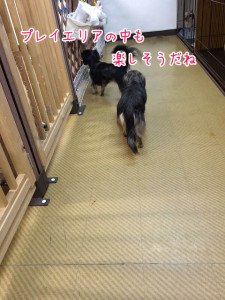 プレイエリアも楽しそう
