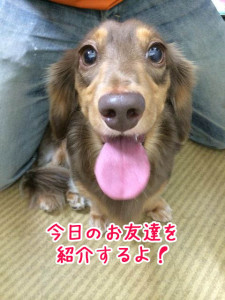 今日のお友達紹介！