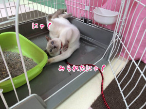 みられたにゃ！