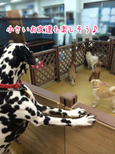 小さいお友達だ！