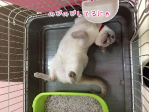 のびのび～