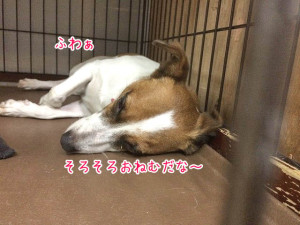 そろそろお休みの時間
