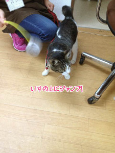 猫ちゃんいすへジャンプ