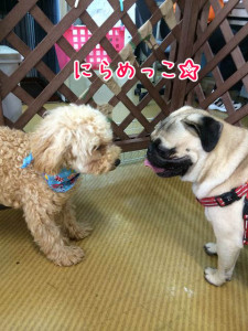 にらめっこしましょ！