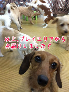 以上、プレイエリアでした！